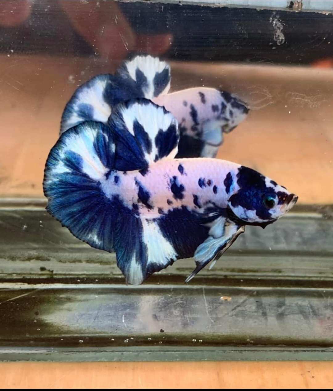 Cặp betta marble dot siêu đẹp làm giống