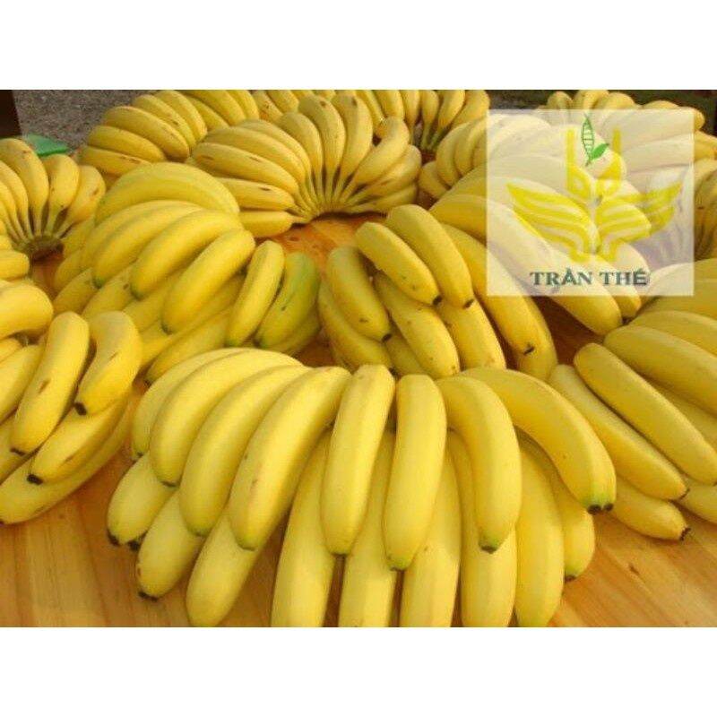 Combo 3 cây chuối tiêu hồng cấy mô cây giống thuần chủng f1