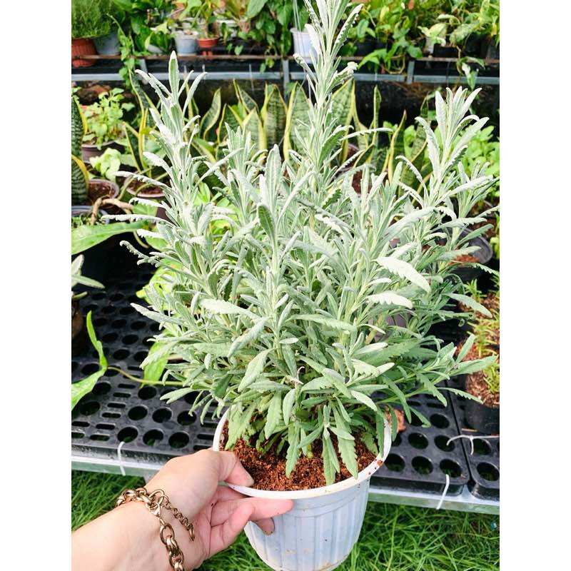 Chậu cây oải hương Lavender Goodwin - lá rất thơm