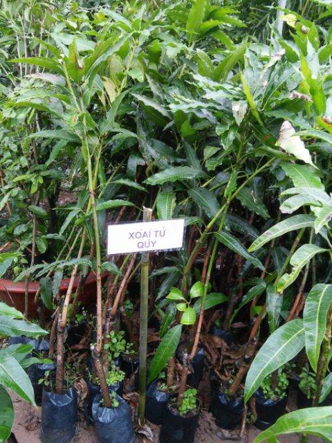 cây xoài tứ quý cao từ 100cm