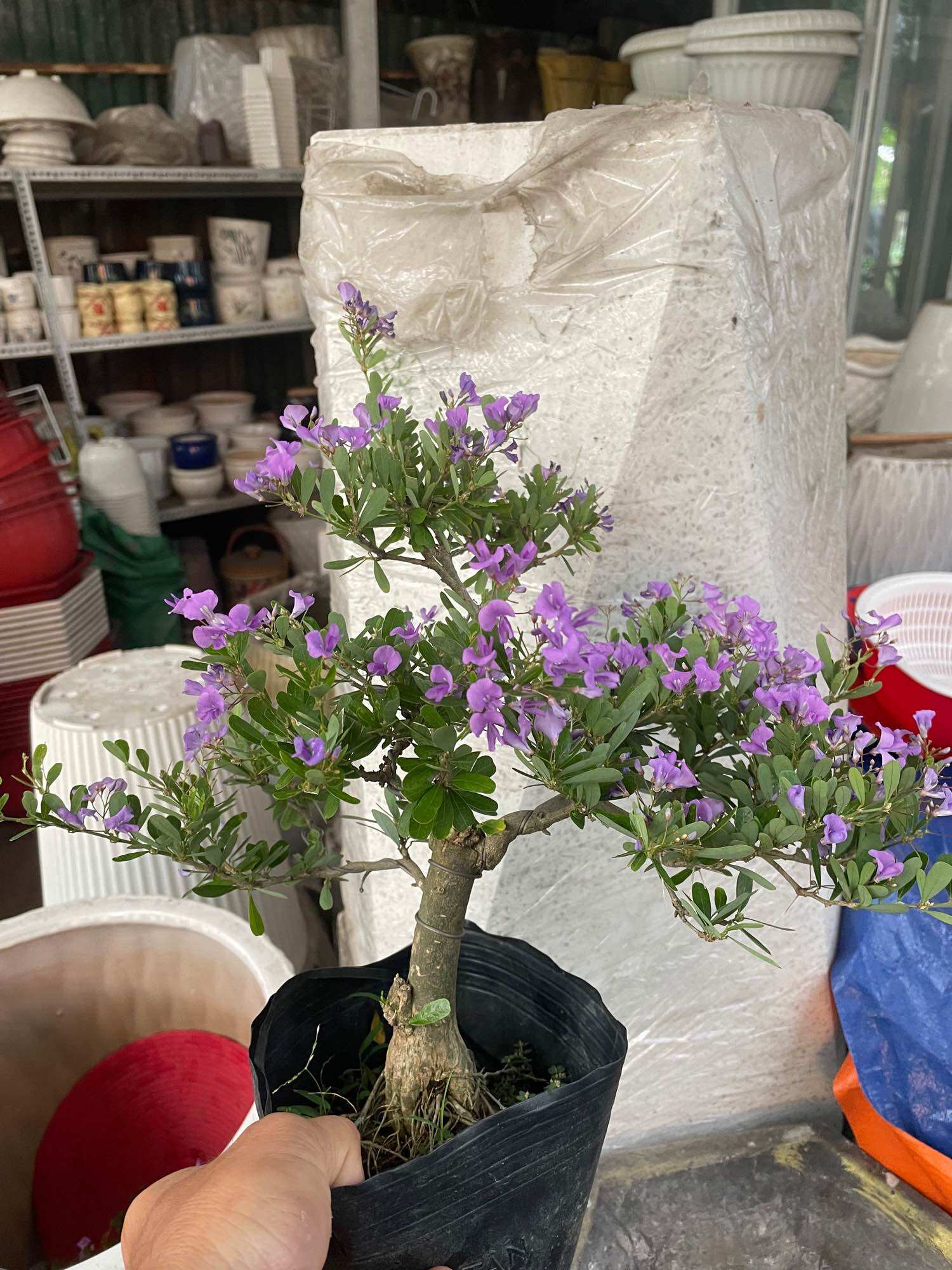 Linh sam siêu bông hoa thơm bonsai (gốc nữa cổ tay)
