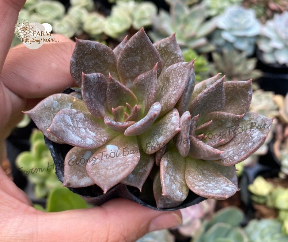 25 dòng Sen đá Giống mới