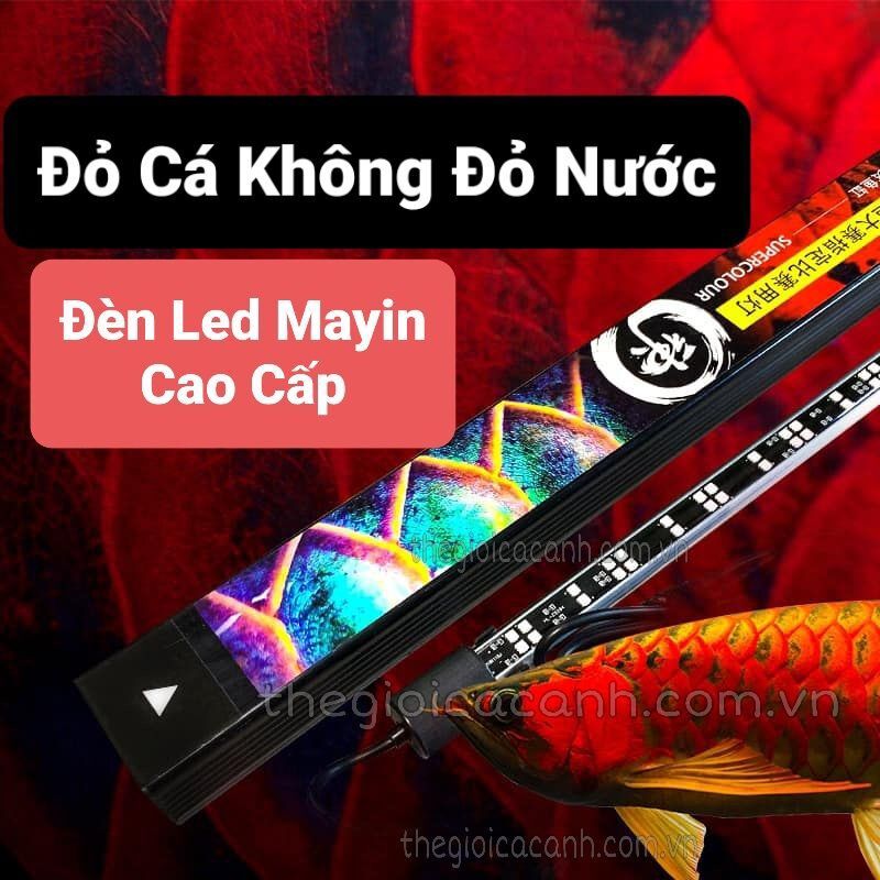ĐÈN LED CÁ RỒNG MAYIN SUPER COLOUR ĐỎ CÁ KHÔNG ĐỎ NƯỚC 72cm