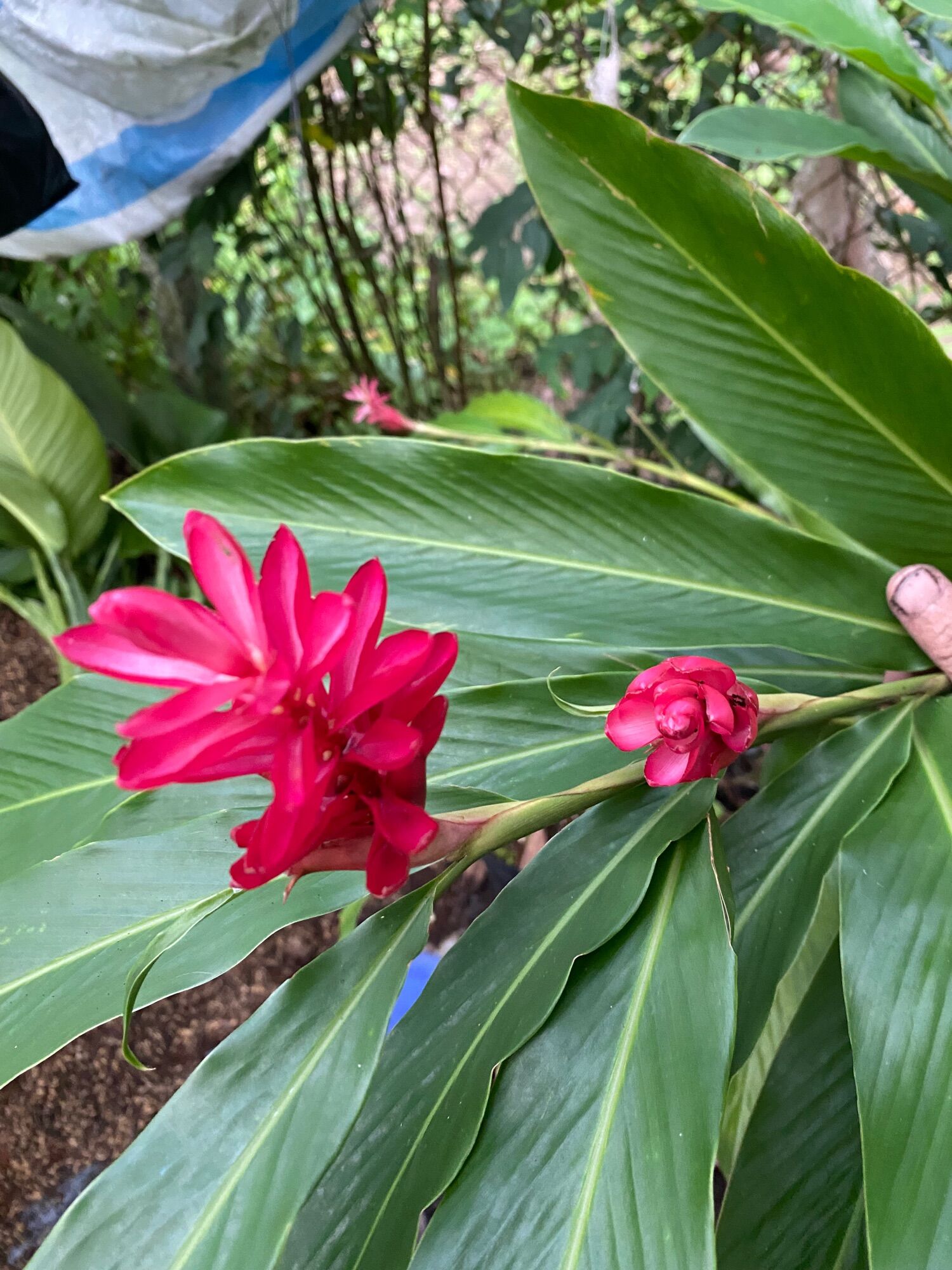 Cây hoa hạnh phúc ( cao 15 cm)
