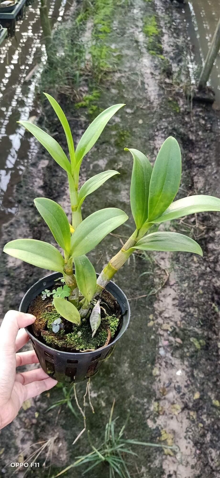 Lan Dendro ba đỏ ba vàng cây tơ đẹp