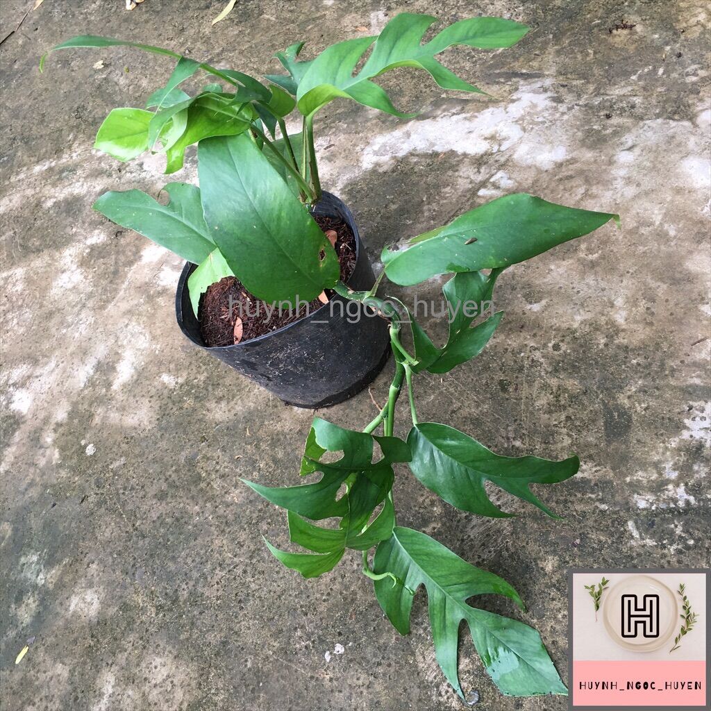 Trầu bà lá xẻ dài