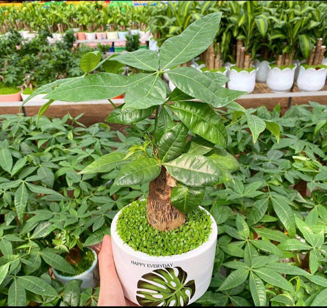 Cây Kim Ngân/ Cây phong thủy để bàn