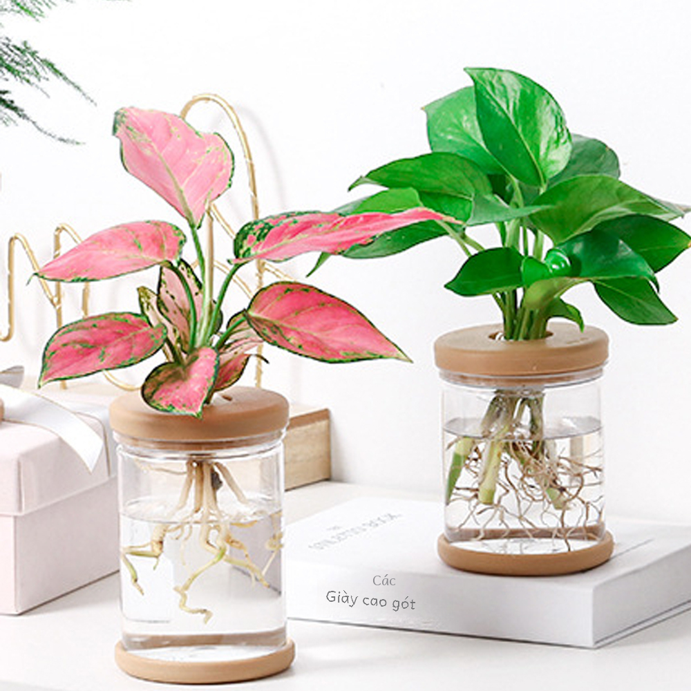 Mini Thủy Canh Hoa Trong Suốt Giả Kính Soilless Vật Có Bình Hoa Để Bàn Cây Cảnh Trang Trí Nhà Phong Cách Hiện Đại Nhựa