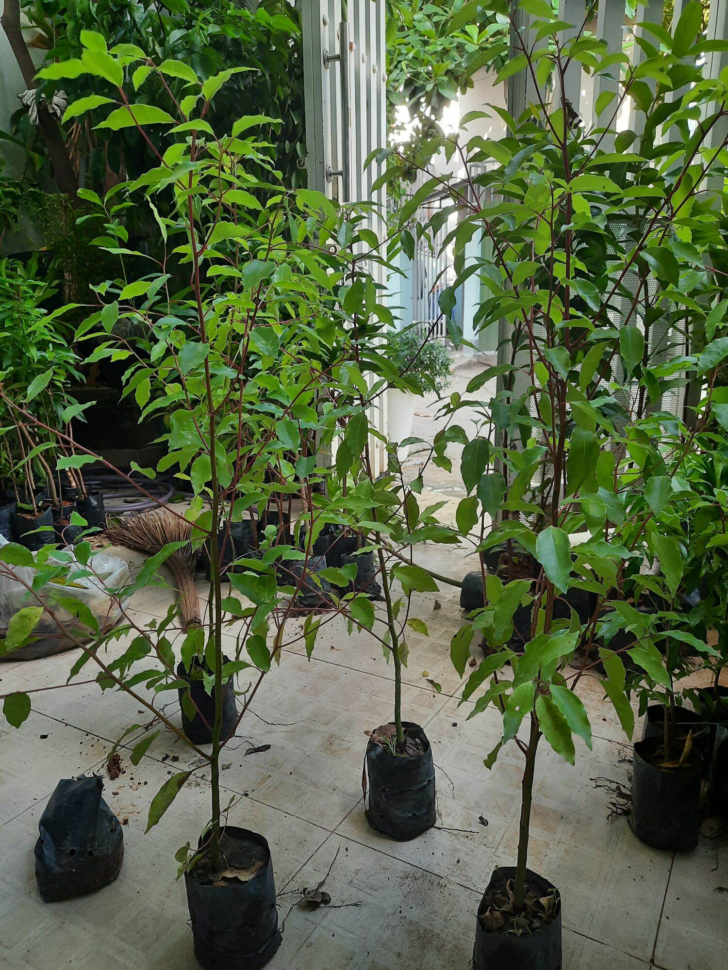 Cây long não, chiều cao 80cm