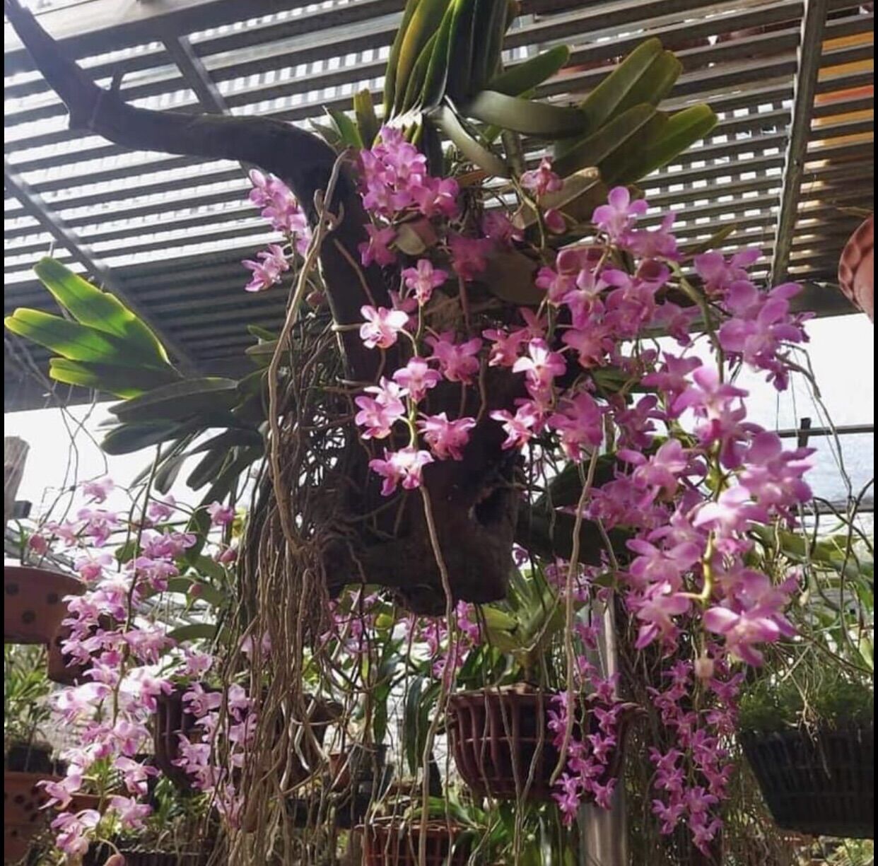 3 CÂY LAN RỪNG QUẾ TÍM (hoa thơm phức) BAO SỐNG