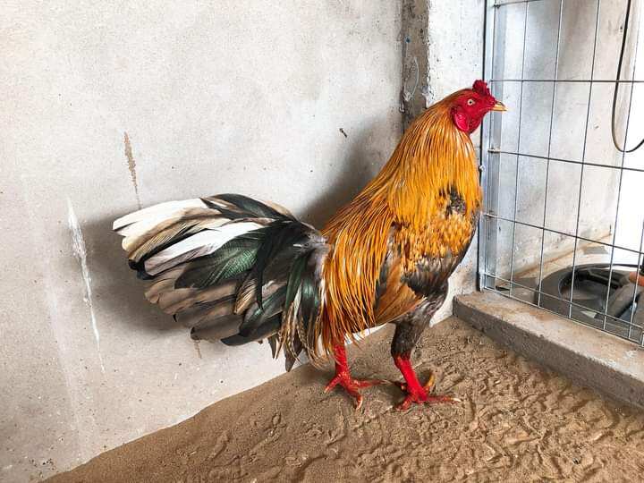 10 Trứng Gà háo chiến ấp nỡ con giống
