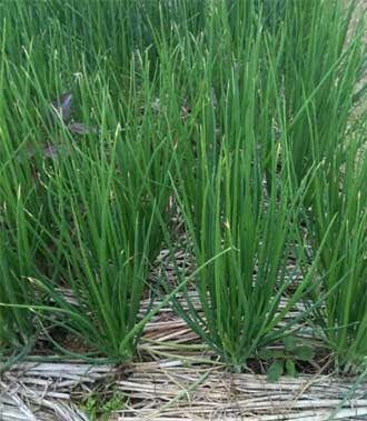 1 Gram Hạt giống cây hẹ phát triển mạnh cây to dễ trồng năng suất cao