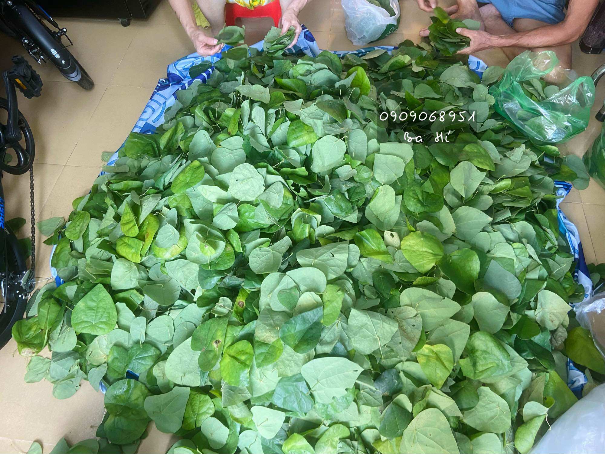 Lá sương sâm lông củ hữu cơ (300gr)