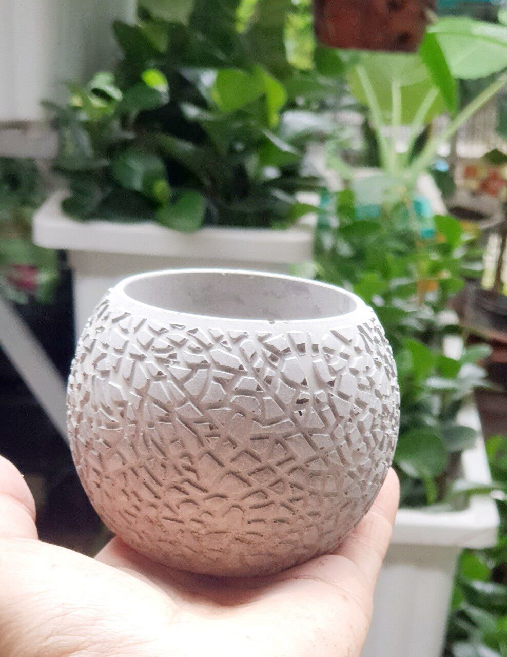 Chậu trồng sen đá trồng cây vintage