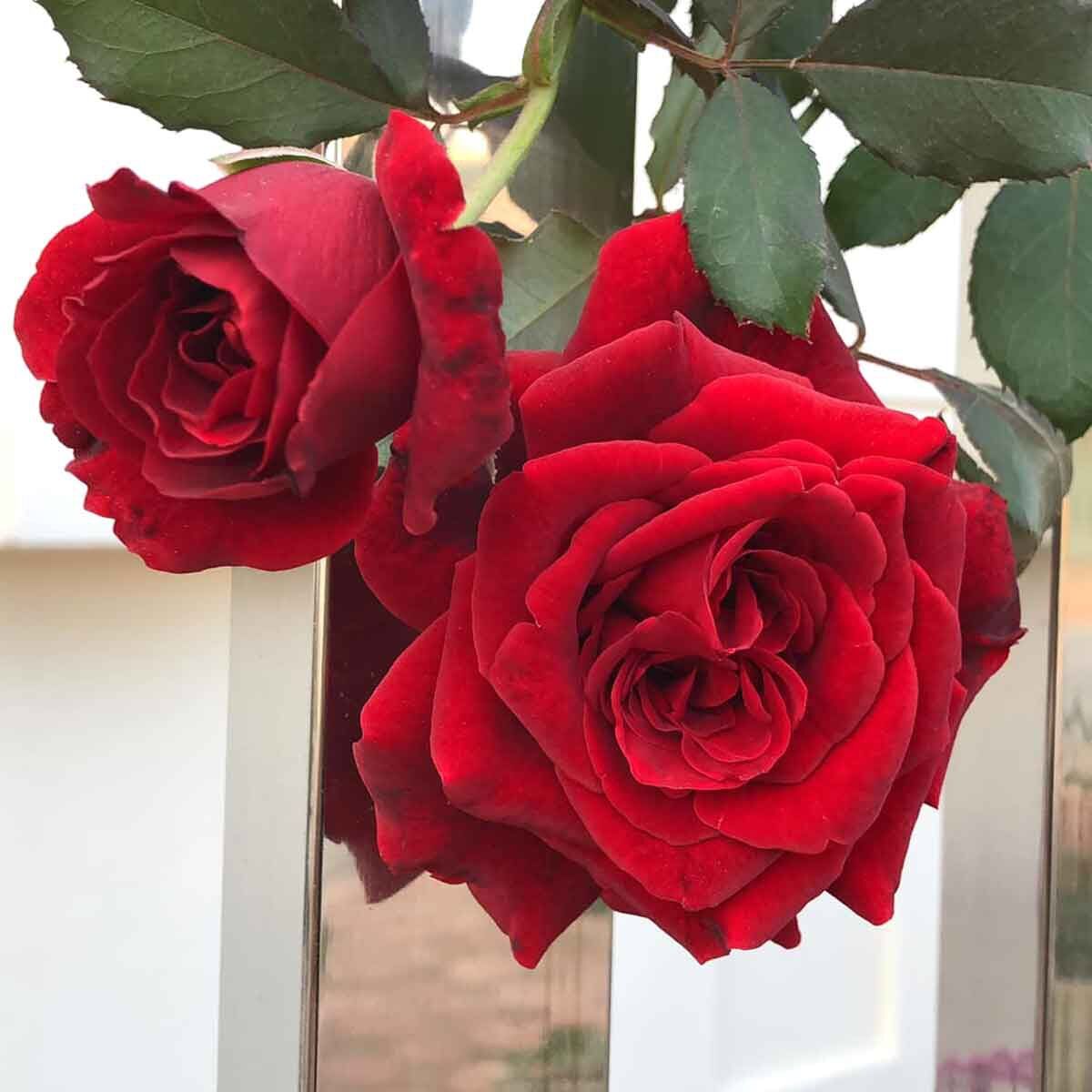 Hoa hồng cổ Hải Phòng Rose - hoa to, lâu tàn, màu đỏ, hoa thơm