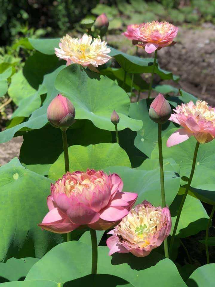 Củ sen nhật cam sai hoa màu cam