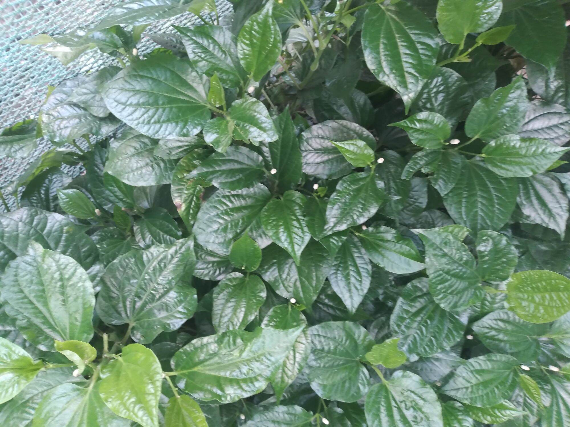 LÁ LỐT TƯƠI 100 GRAM