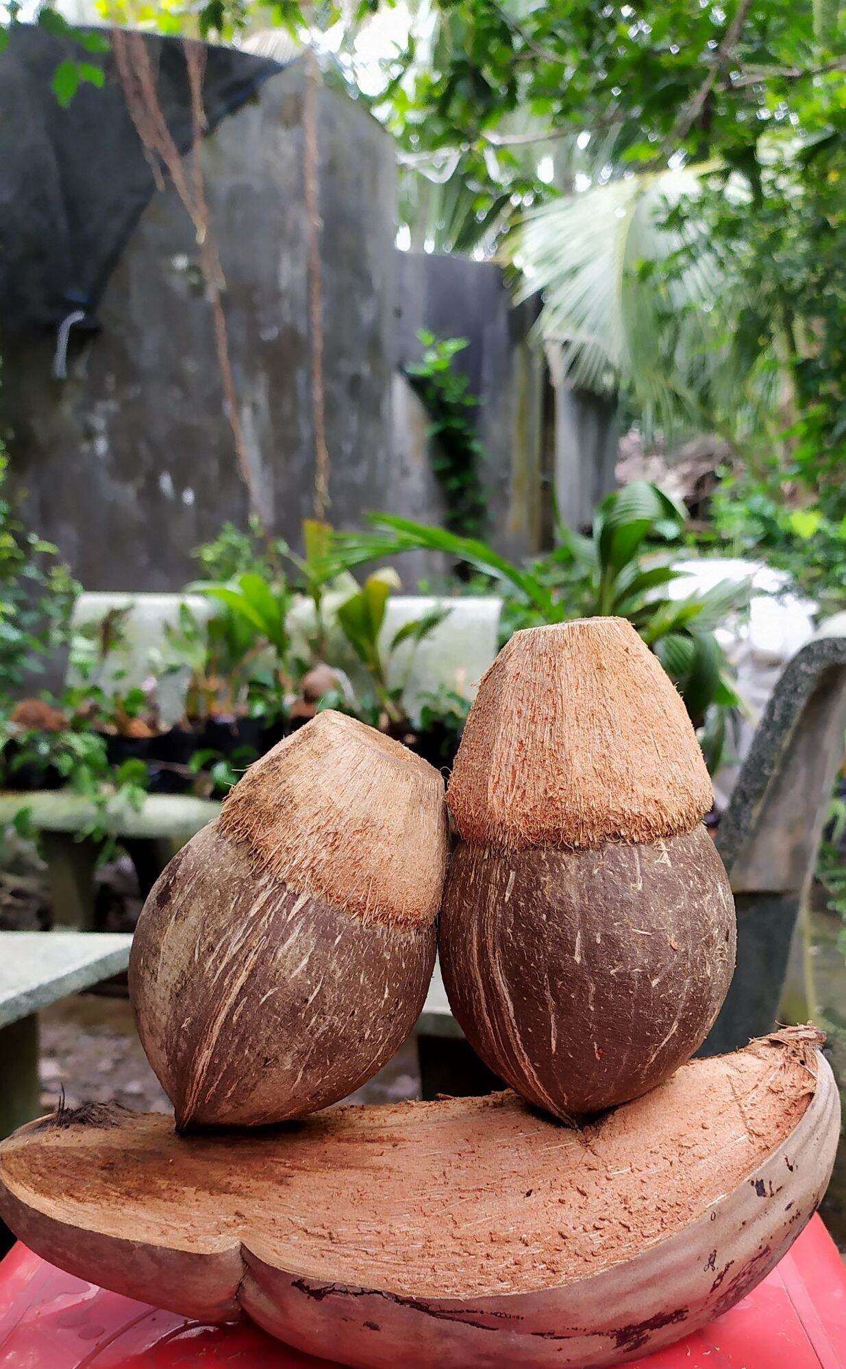 Phôi Dừa Bonsai mini - Đã đánh bóng gáo và lên lá