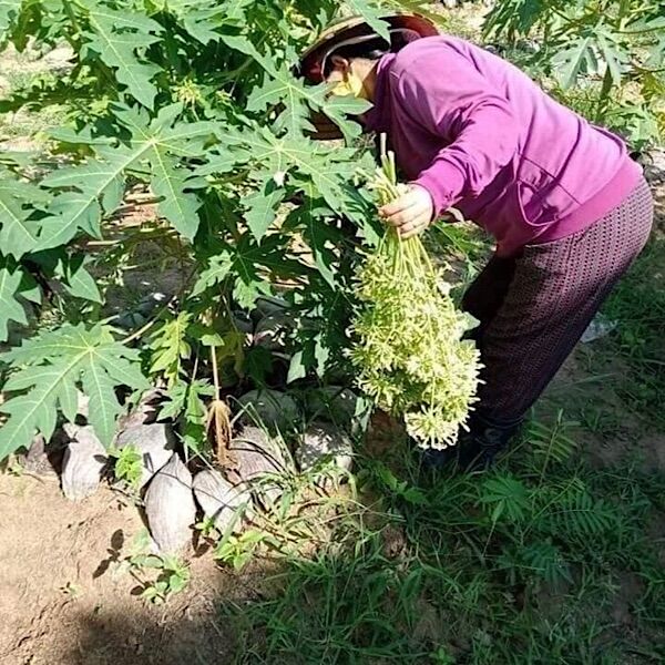 COMBO 5 Cây đu đủ đực, cây đu đủ, đu đủ