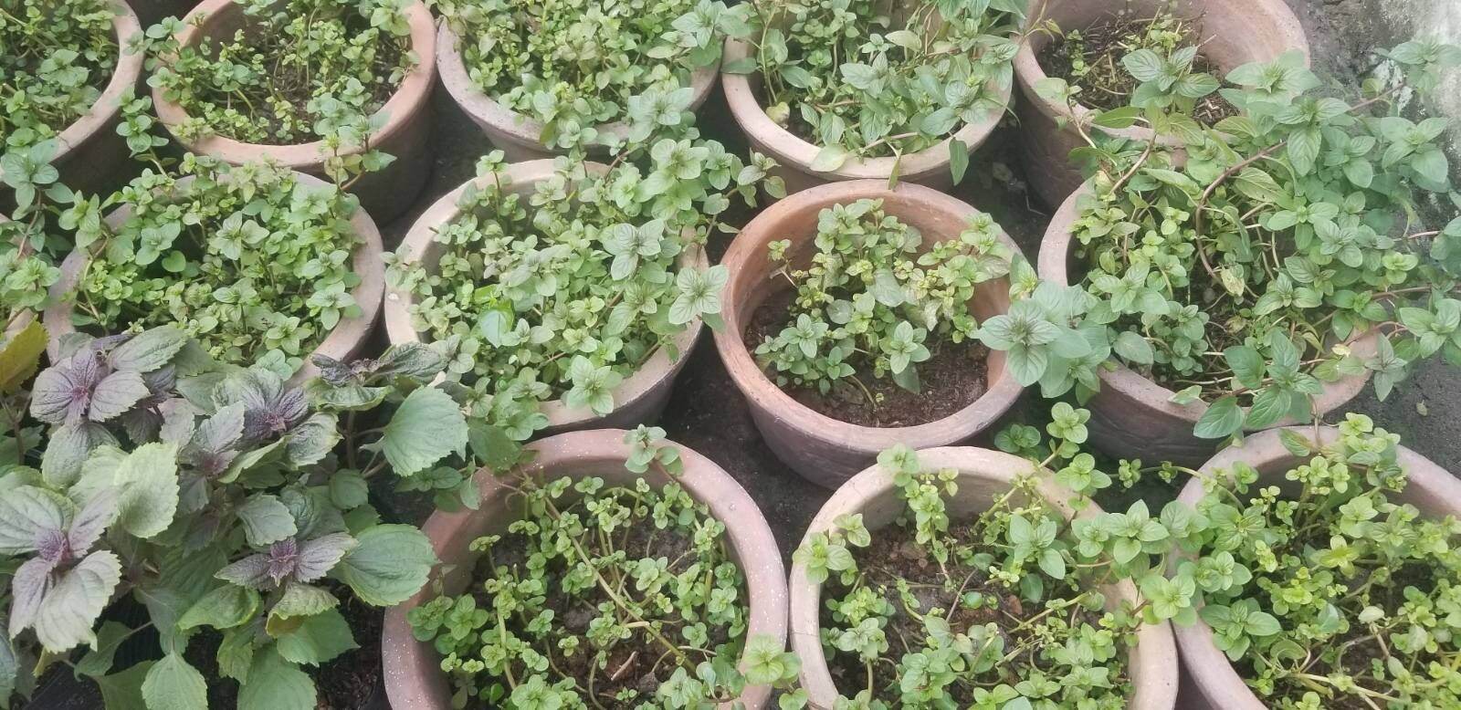 Chậu Cây Bạc hà Peppermint 