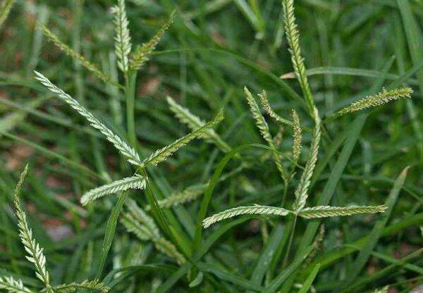 Cây cỏ mẫn trầu(1kg)