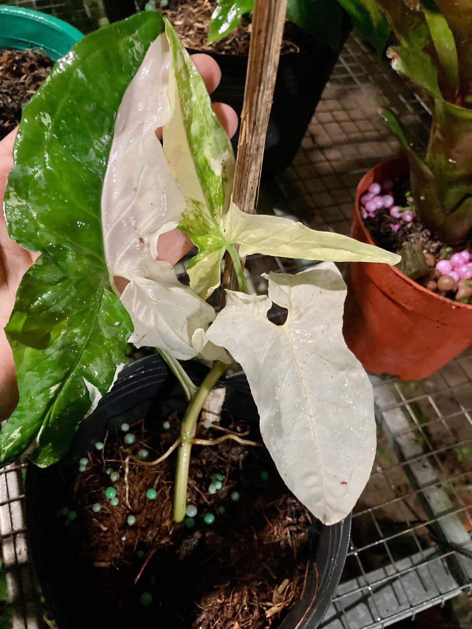 Syngonium albo