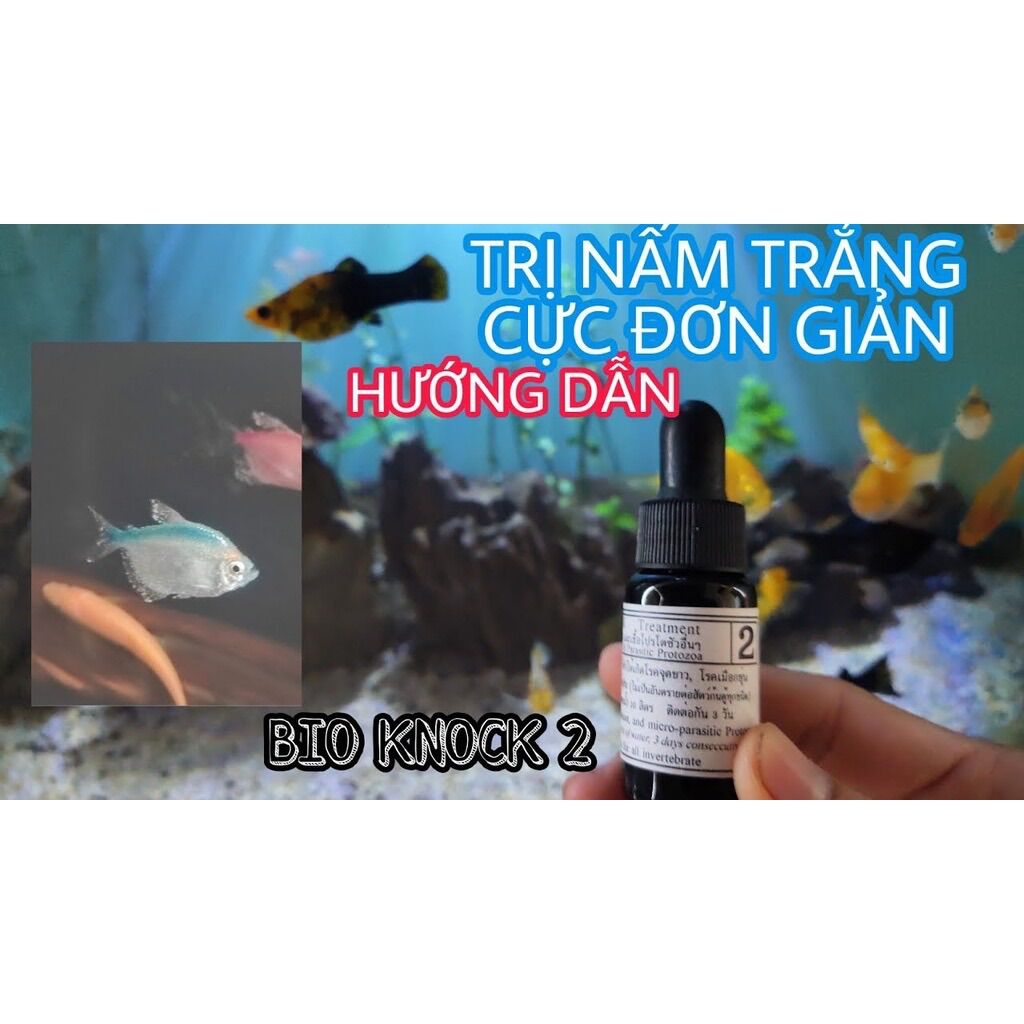 Bio Knock 2 Chuyên diet nấm cho cá cảnh thuỷ sinh