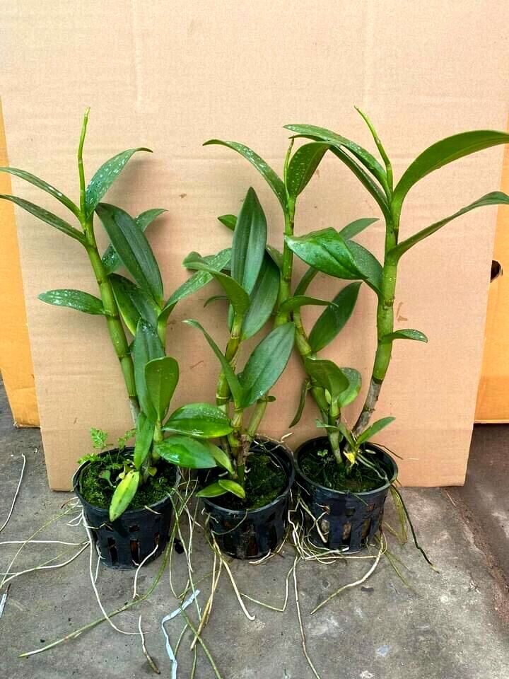 (1 chậu) Hoa lan dendro nắng 4N, hoa thơm - [Tiền Giang]