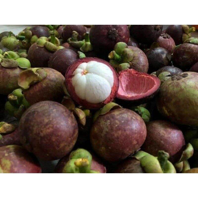 Cây Giống Măng Cụt Thực sinh (Nữ hoàng của các loại Trái Cây). [ Cây không ghép ]