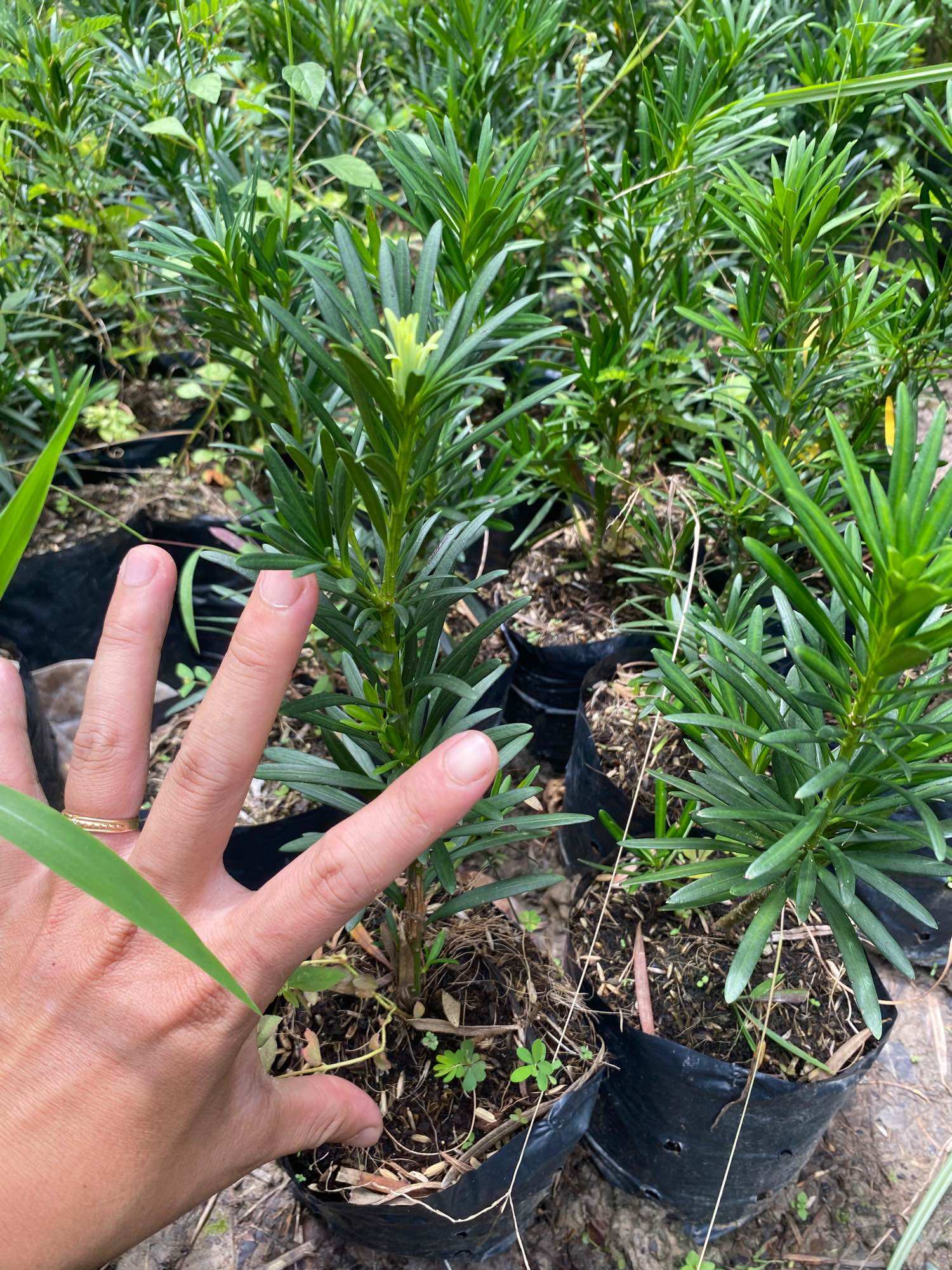 Cây vạn niên tùng