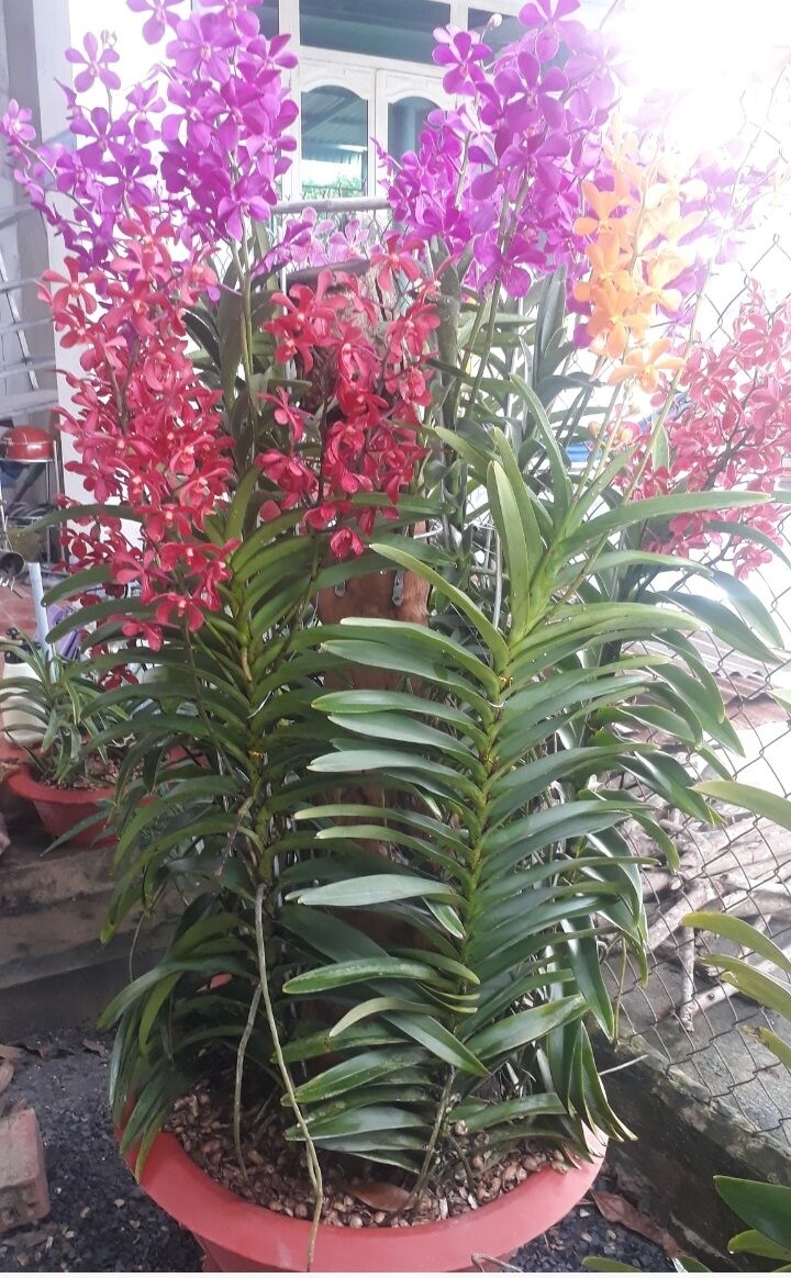 2 Cây Lan Giống Mokara  Màu Đỏ (cây cao 50-60 cm)