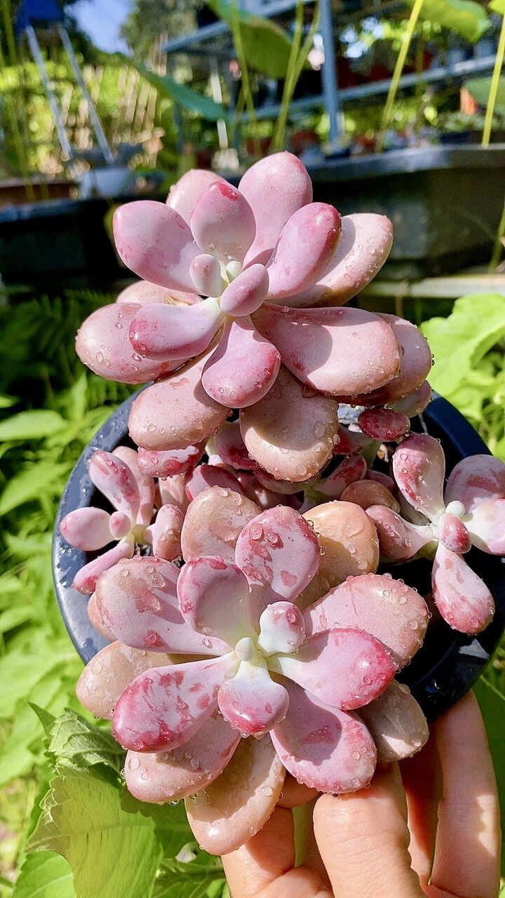 Sen đá sỏi Hồng