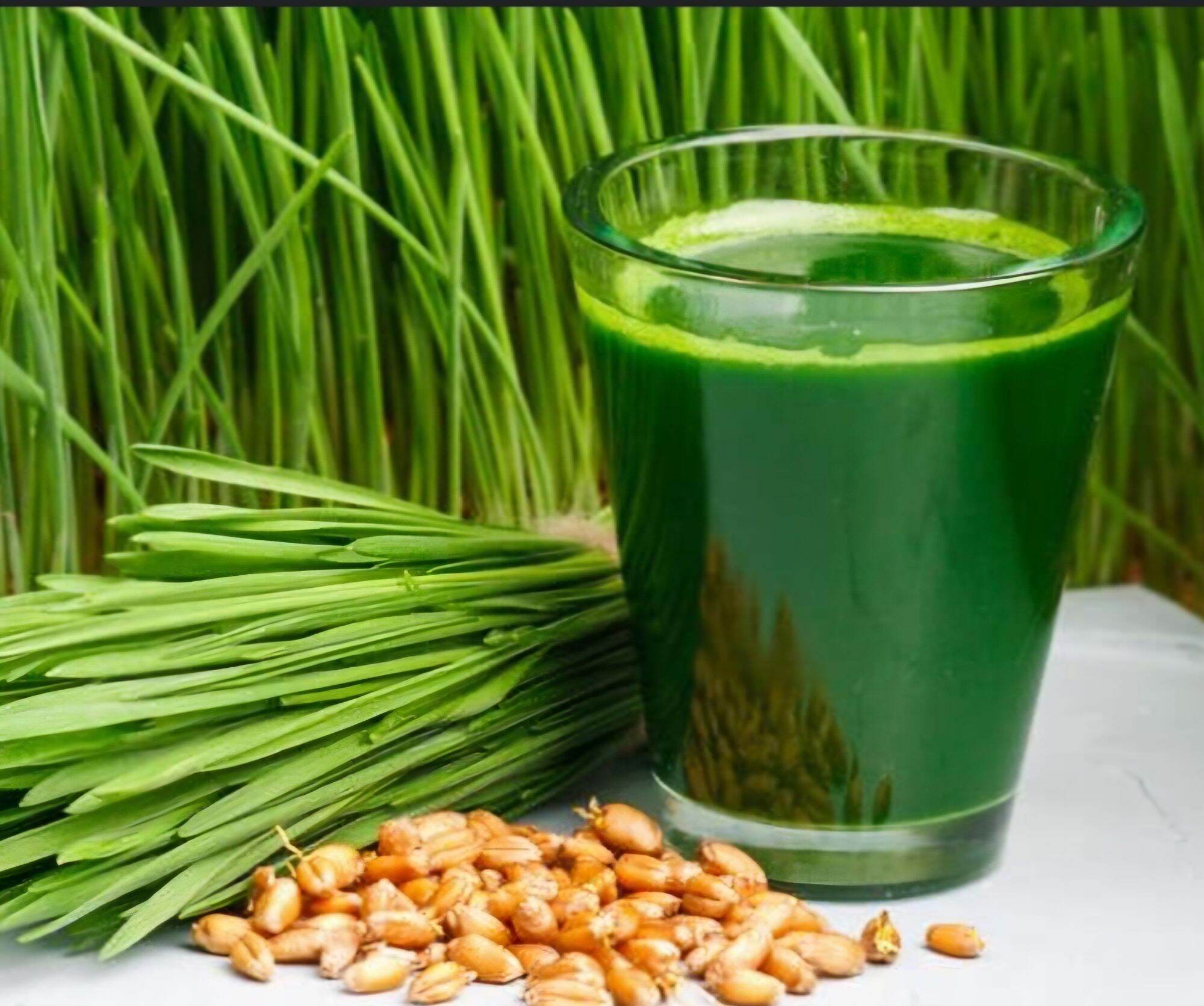 Hạt giống rau mầm các loại