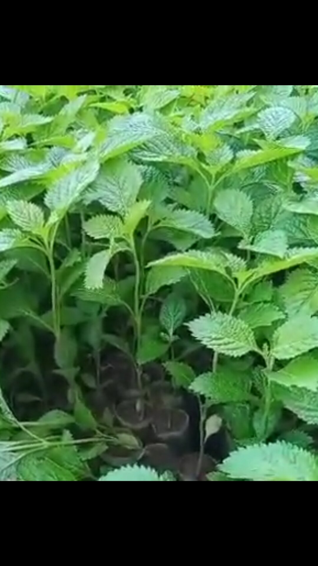 Cây đuôi chuột giống
