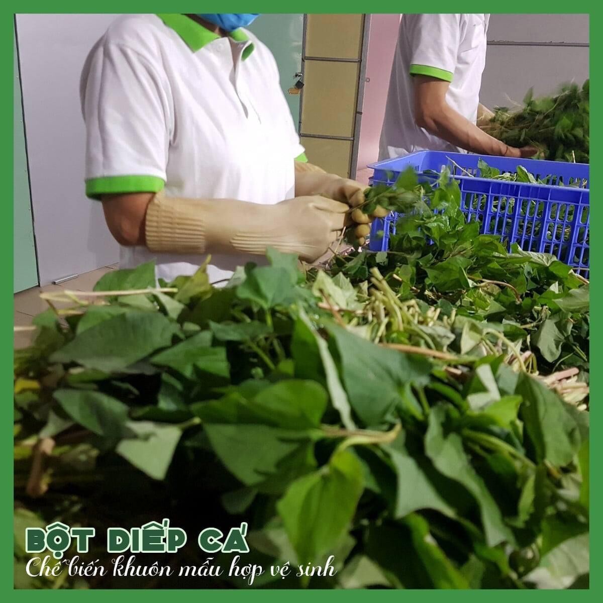 Bột diếp cá sấy lạnh hộp 500g