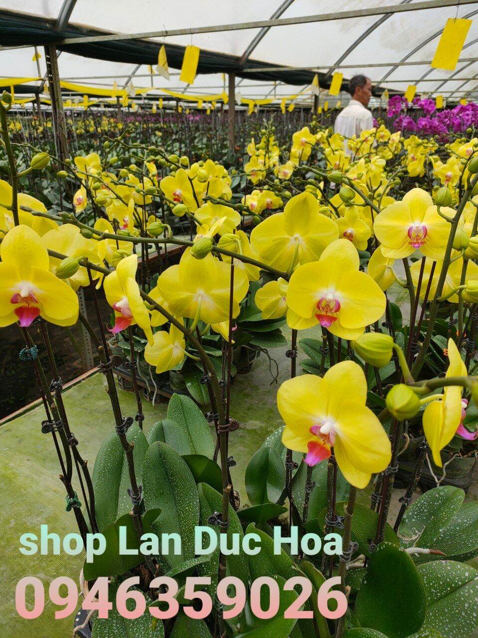 lan hồ điệp cốc 2.5 màu vàng 2035