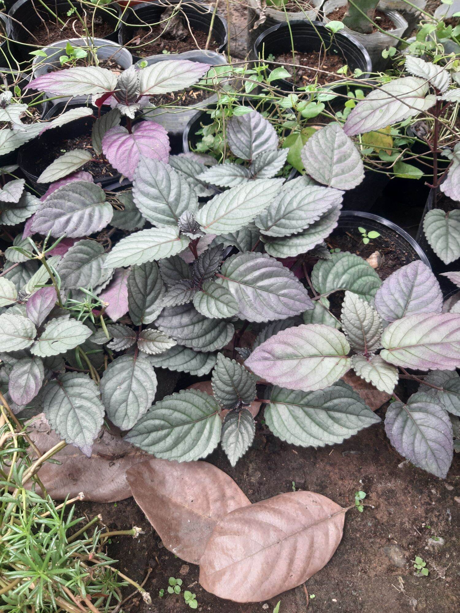 cây trà doctor thanh combo 2 chậu  nhìu cây