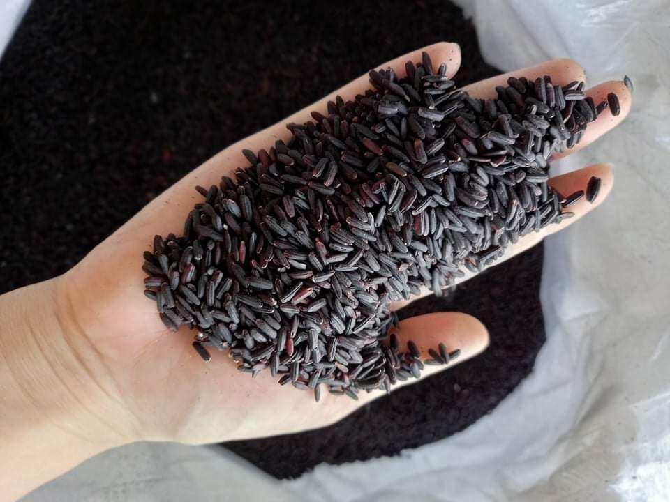 1 Kg gạo lứt đen dẻo