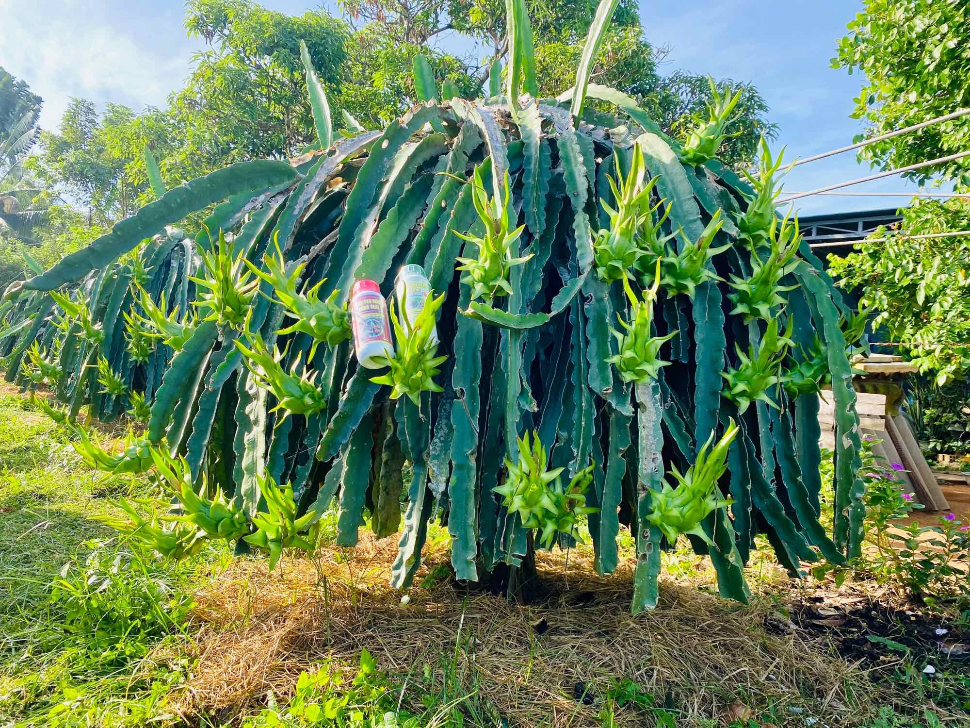 Phân bón hữu cơ Hydro Fulvic