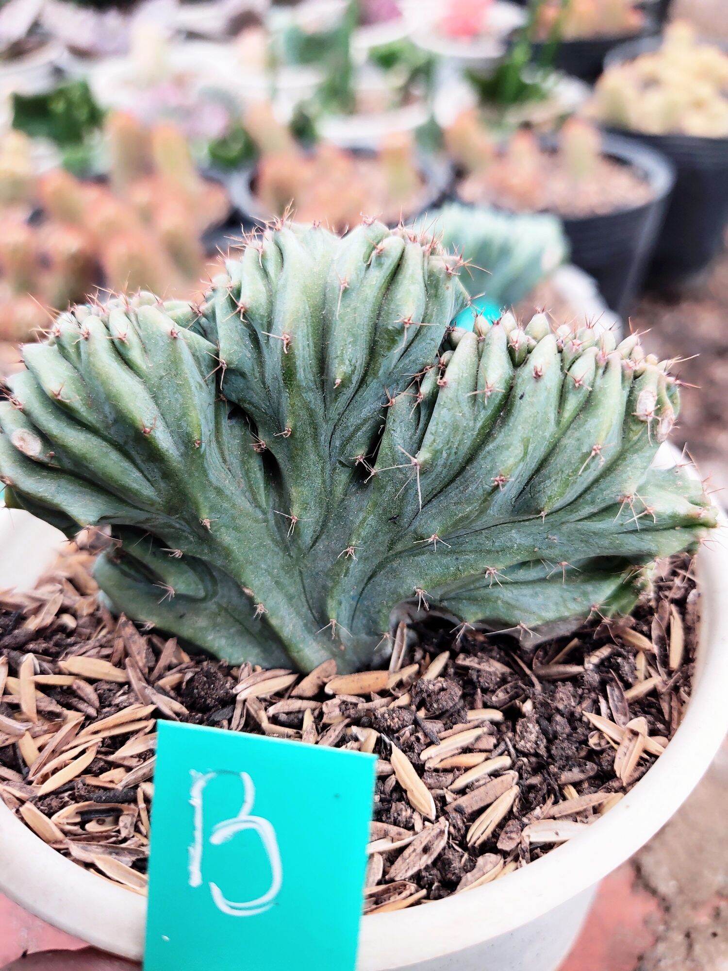 Xương rồng Mytilo Crest