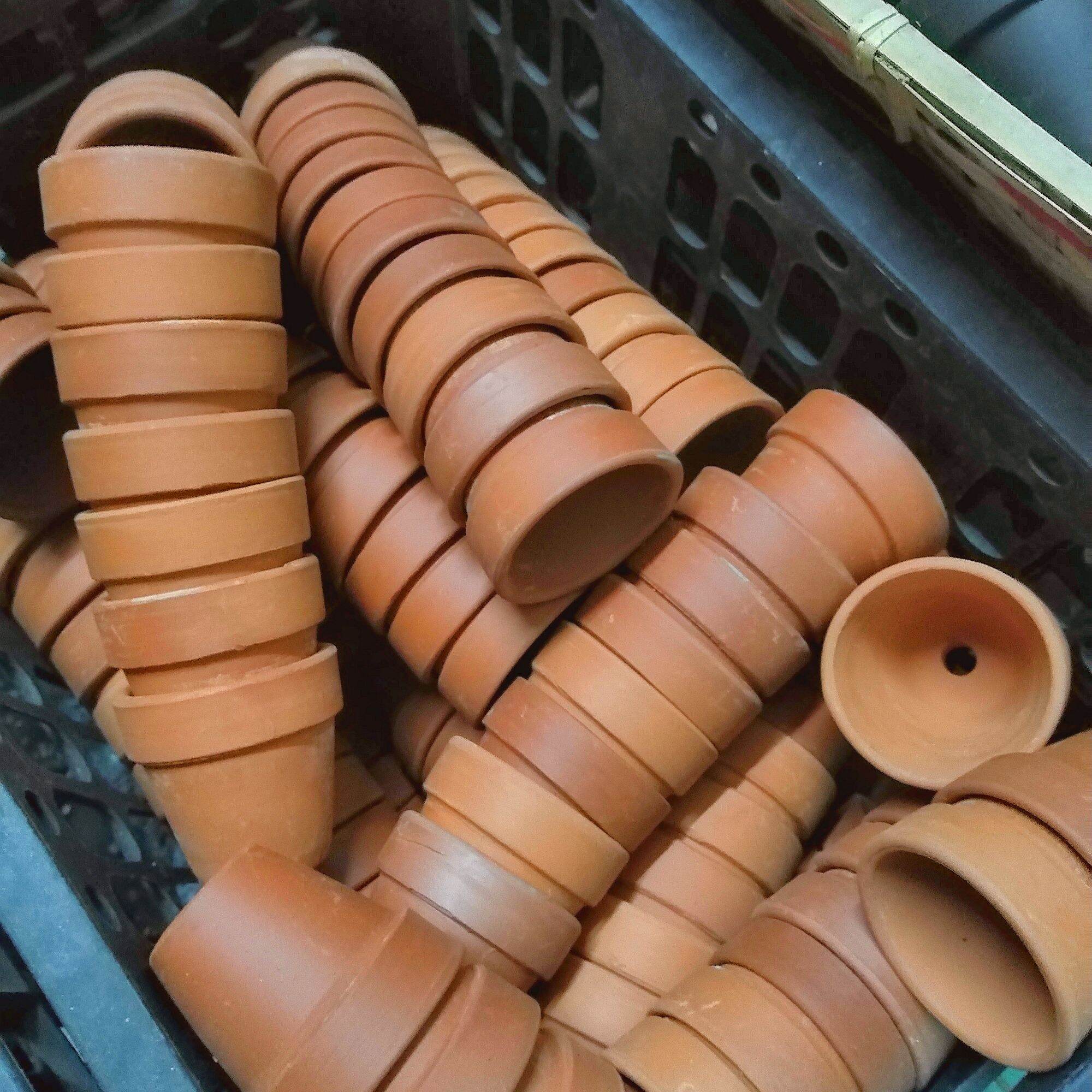 Combo 50 chậu trồng sen đá/ 25 chậu 5x5cm và 25 chậu 7x4 cm
