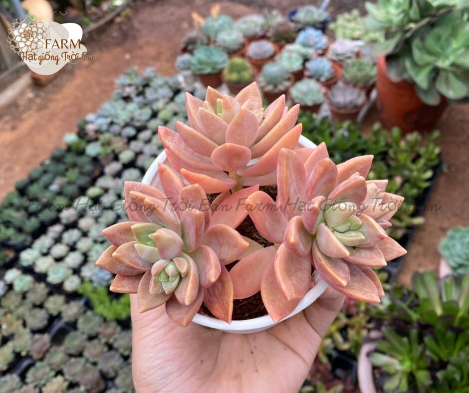 SEN ĐÁ Ngẫu Nhiên SIZE TRUNG BÌNH “ Giá HẠT DẺ’’ 9-12CM (1 CÂY)MUA NHIỀU CHỌN KHÁC LOẠI (TỐI ĐA 50 LOẠI)