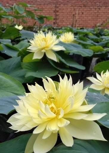 Trồng sen thái Autumn in morling bằng củ sen