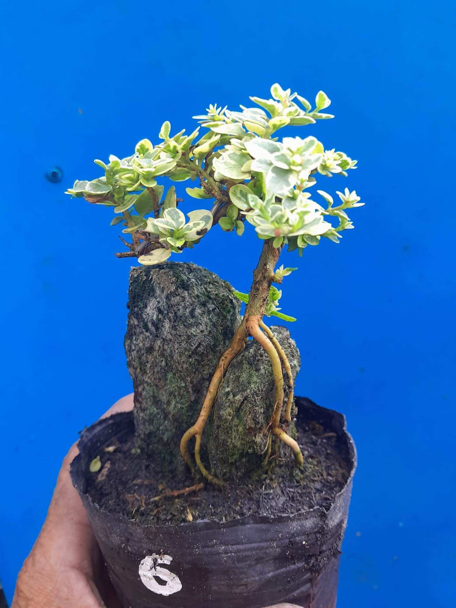 Sam hương lá trắng ôm đá bonsai mini