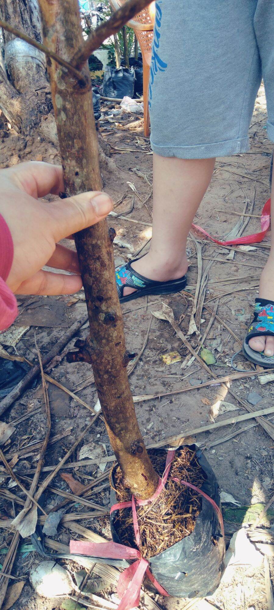cây cà na thái cao 100cm. cây to, đẹp.