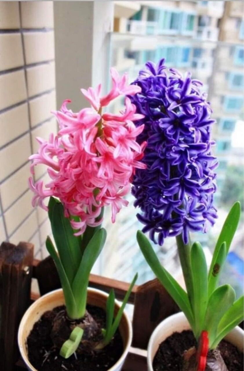 Hoa tiên ông giá sỉ 5k(set 5 củ)