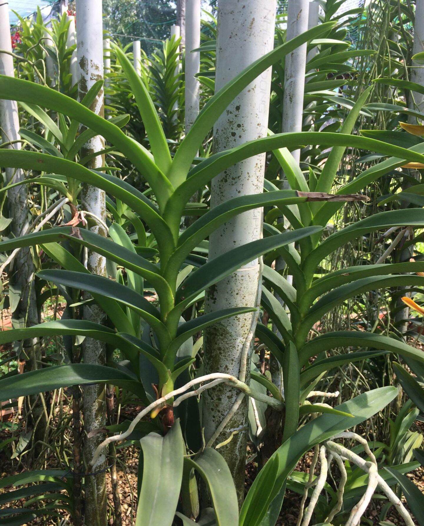 5 cây lan giống mokara (cao 30cm) màu Vàng