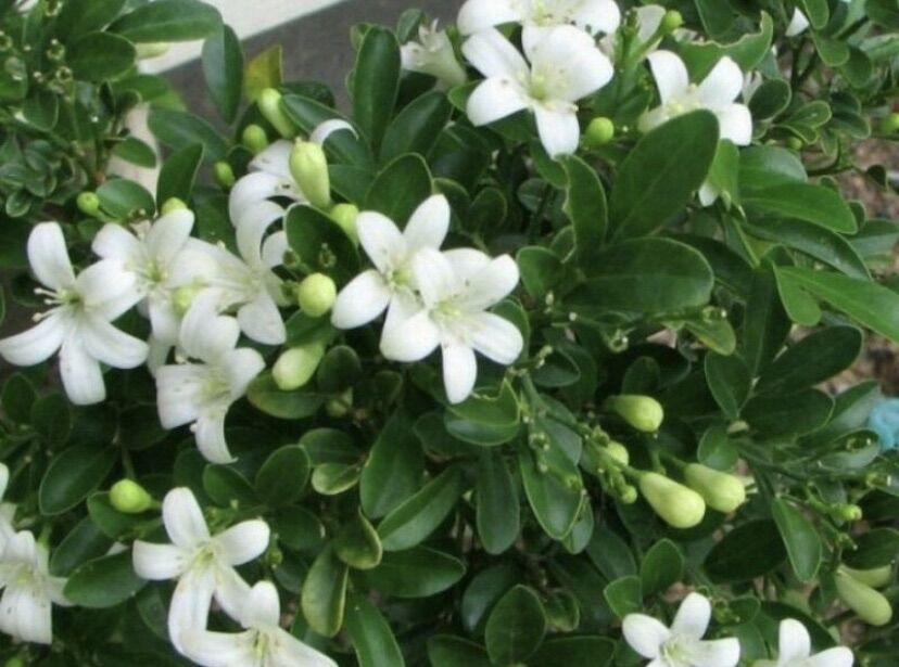 Cây nguyệt quế ( cây giống )