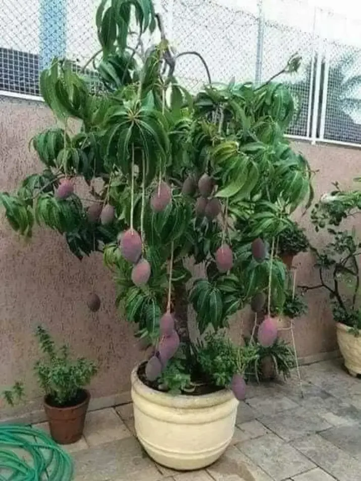 cây xoài tím ngọc vân cao 80-100cm.