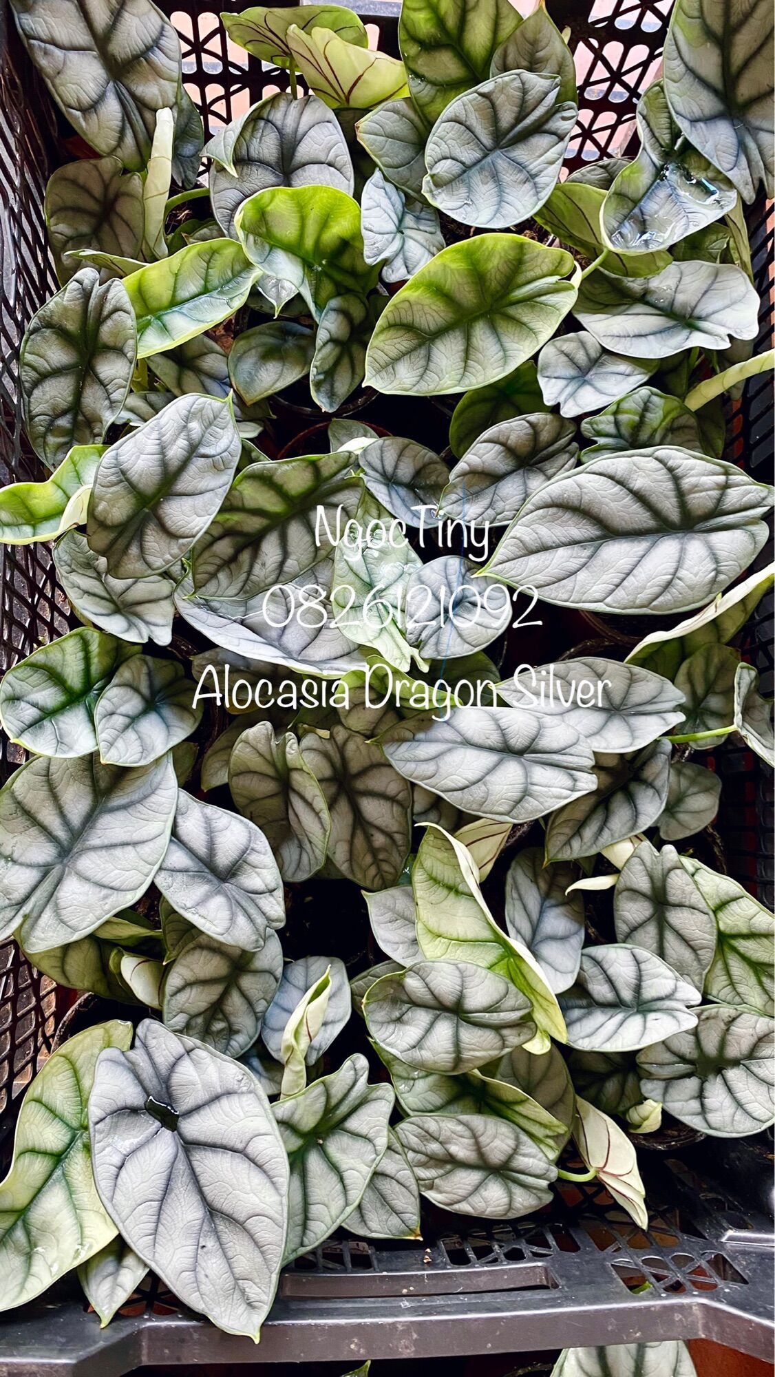 Alocasia Dragon Silver - Cây Rồng Bạc ảnh thật